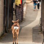 The Peace Memorial to Miyajima : Icons of Peace and Beauty - FAQ
