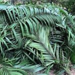 The Ultimate Hikers Choice - 5 days forest trek with homestay and camping - What Does the Tour Include and Exclude?