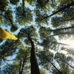 Thekkady Adventure: Off-Road Jeep Safari & Vagamon Tour - A detailed look at what this tour offers