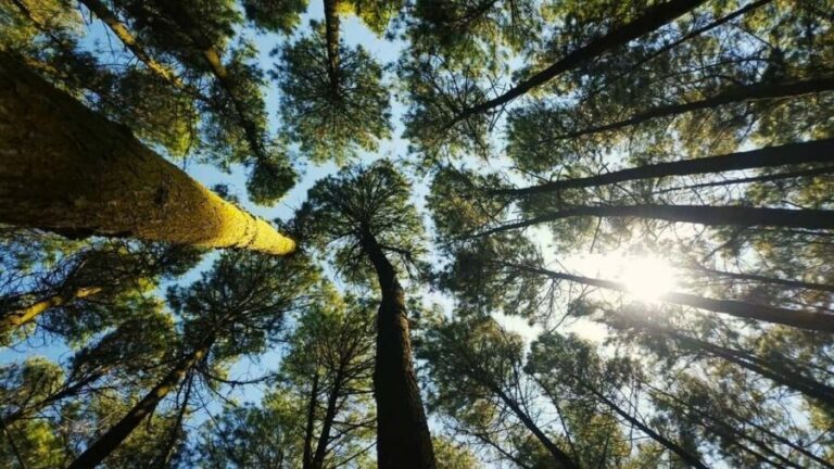 Thekkady Adventure: Off-Road Jeep Safari & Vagamon Tour - A detailed look at what this tour offers