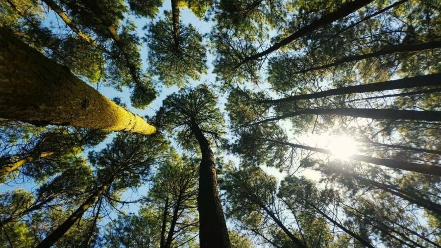 Thekkady Adventure: Off-Road Jeep Safari & Vagamon Tour - A detailed look at what this tour offers