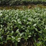 Thousand Island Lake and Pinglin Tea Plantation from Taipei - How the Tour Unfolds: A Detailed Look