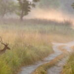 Thrilling Jeep Safari in Jim Corbett National Park with Guide - Detailed Breakdown of the Experience