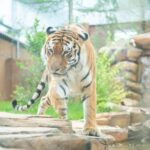 Tochigi: Nasu Animal Kingdom Entry Ticket - Practical Tips for Visiting