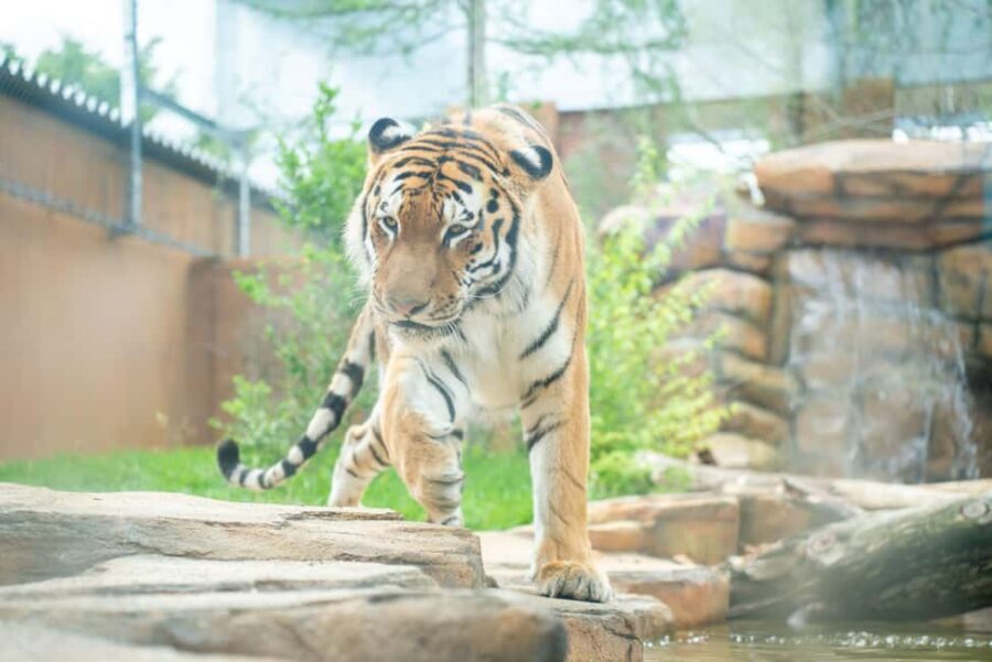 Tochigi: Nasu Animal Kingdom Entry Ticket - Practical Tips for Visiting