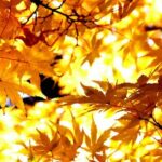 Tokyo Autumn Colors Gardens Shrines and Tea Tour - An In-Depth Look at Tokyo’s Autumn Landscape Tour