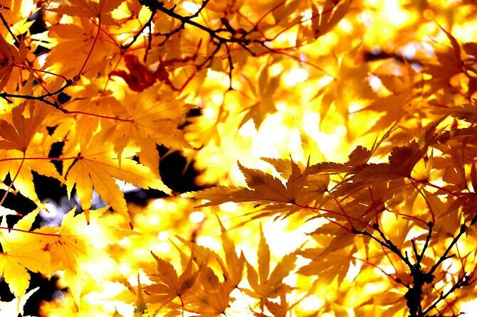 Tokyo Autumn Colors Gardens Shrines and Tea Tour - An In-Depth Look at Tokyo’s Autumn Landscape Tour