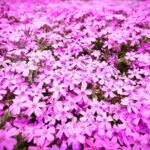 Tokyo Cherry Blossom Mt Fuji and Shibazakura Festival Day Trip - Why This Tour Delivers Value