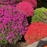 Tokyo Historian and Photographer Private Tour - A Detailed Look at What This Tour Offers