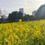 Tokyo: Japanese Garden Walking Tour with Tea and Sweets - FAQ