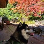 Tokyo Private Tour with Transportation and English Guide - Detailed Breakdown of the Itinerary and Experiences