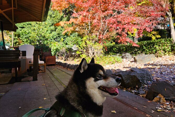 Tokyo Private Tour with Transportation and English Guide - Detailed Breakdown of the Itinerary and Experiences