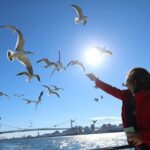 Tokyo: Seagull Feeding or Sunset Bay Cruise with Local Guide - Who Will Love This Tour?