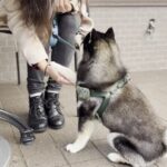 Tokyo Shiba Inu Walk | Picnic with Ginta at Edo Castle Gardens - The value of this experience