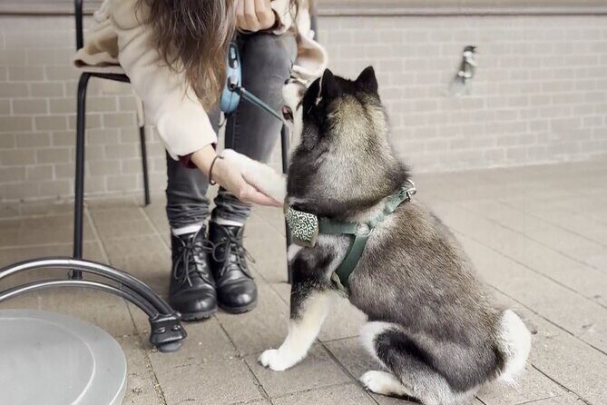 Tokyo Shiba Inu Walk | Picnic with Ginta at Edo Castle Gardens - The value of this experience