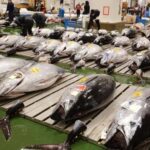 Tokyo: Toyosu Tuna Auction &Tsukiji Market Gourmet Adventure - Final Thoughts