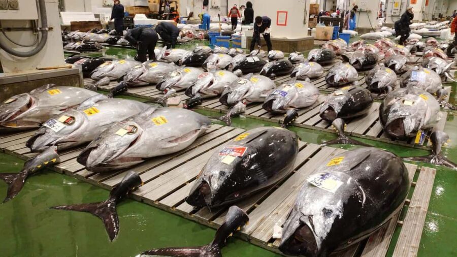 Tokyo: Toyosu Tuna Auction &Tsukiji Market Gourmet Adventure - Final Thoughts