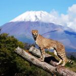 Tokyo:Customizable Private Day Trip to Mt.Fuji & Safari Park - Authentic Insights from Past Travelers
