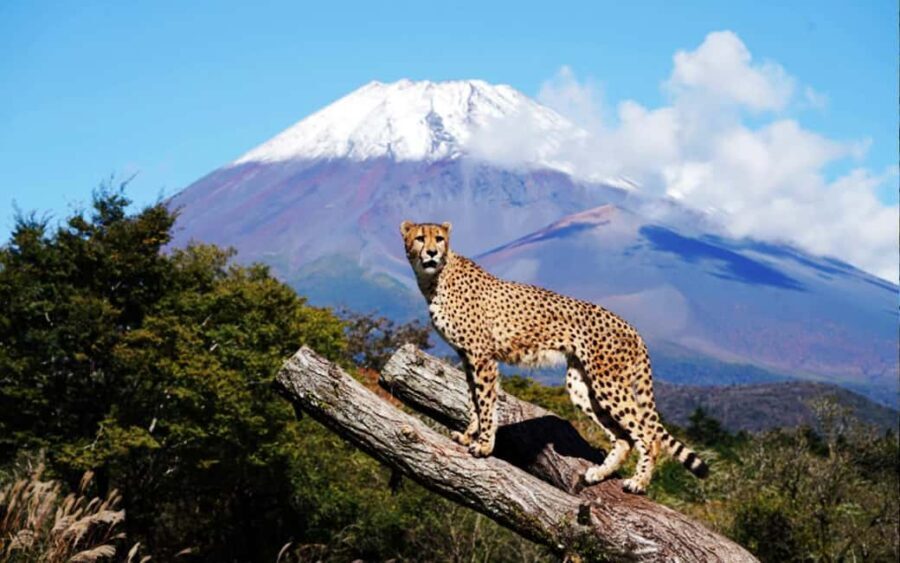 Tokyo:Customizable Private Day Trip to Mt.Fuji & Safari Park - Authentic Insights from Past Travelers
