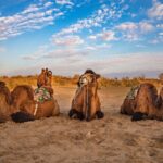 Transfer from Khiva to Bukhara by Fortresses - Exploring the Fortresses: A Deep Dive