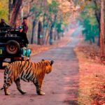 Transfer to Sawai madhopur Hotel from Jaipur accommodation - Final Thoughts