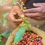 Tree of Life's Coffee Heritage Trail - Practical Details and Tips