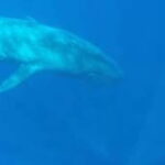Trincomalee: Snorkeling Adventure with Whales - Why Choose This Experience?