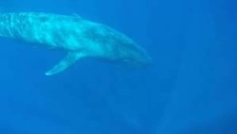 Trincomalee: Snorkeling Adventure with Whales - Why Choose This Experience?