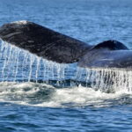 Trincomalee: Whale & Dolphin Safari Tour with Expert Guides - An In-Depth Look at the Trincomalee Whale & Dolphin Safari
