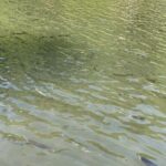 Trout Fishing Adventure Near Tokyo - A Detailed Look at the Trout Fishing Tour Near Tokyo