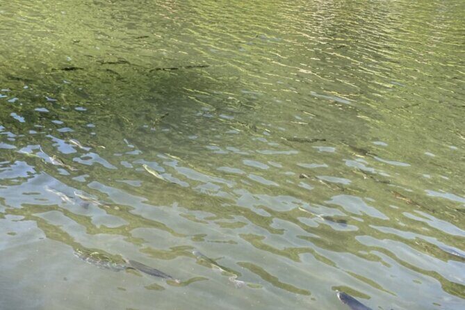 Trout Fishing Adventure Near Tokyo - A Detailed Look at the Trout Fishing Tour Near Tokyo