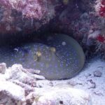 TRY SCUBA (non diver) - What Makes This Tour Special