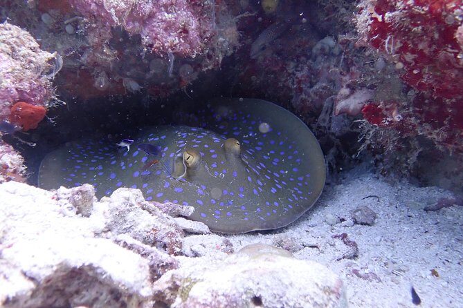 TRY SCUBA (non diver) - What Makes This Tour Special