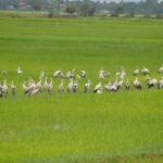 Tuk Tuk Journey: Exploring Rural Life and Silk Farm Craftsmanship - Who Will Love This Tour?