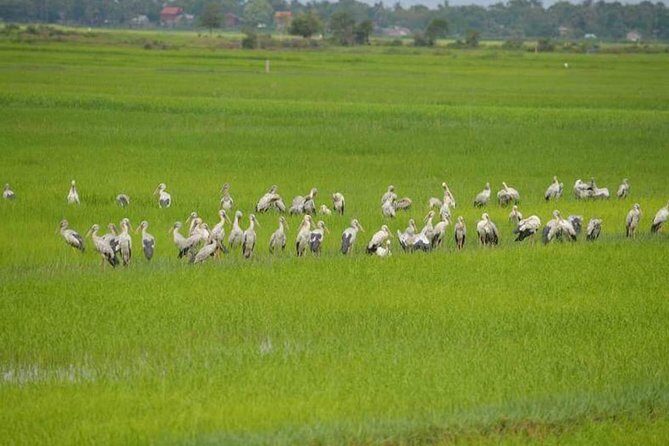 Tuk Tuk Journey: Exploring Rural Life and Silk Farm Craftsmanship - Who Will Love This Tour?