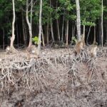 Tung Yee Peng Mangrove Forest Tour By Longtail Boat From Koh Lanta - A Closer Look at the Tung Yee Peng Mangrove Forest Tour