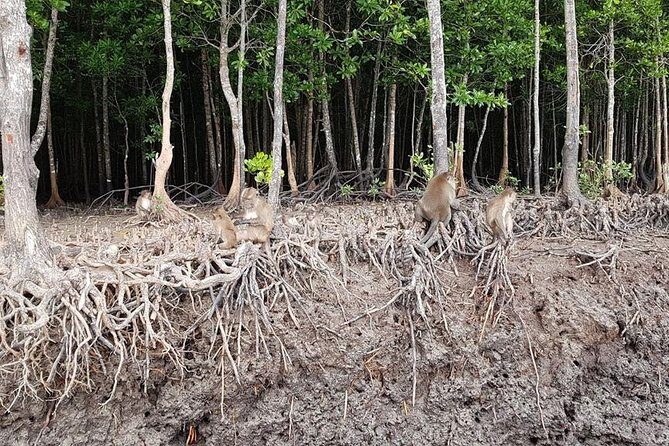Tung Yee Peng Mangrove Forest Tour By Longtail Boat From Koh Lanta - A Closer Look at the Tung Yee Peng Mangrove Forest Tour