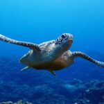 Turtle Snorkeling in Ishigaki - Fluent English! Small Group! - FAQ