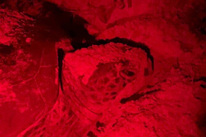 Turtle Tales of Pulau Banyak - The Sum Up