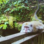 Ubud Adventure: Forest, Swing and Holy Spring - Who Should Consider This Tour?