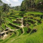 Ubud Highlights Rice Terraces, Temple, Waterfall & Monkeys forest - What the Experience Means for You