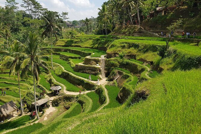 Ubud Highlights Rice Terraces, Temple, Waterfall & Monkeys forest - What the Experience Means for You