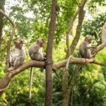 Ubud Monkey Forest - Rice Terrace - Jungle Swing - Water Temple - The Sum Up