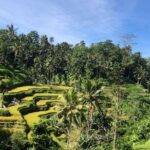 Ubud : Monkey Forest, Rice Terrace, Waterfall, Swing - Authenticity and Reviews
