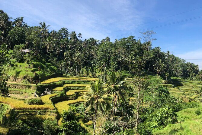 Ubud : Monkey Forest, Rice Terrace, Waterfall, Swing - Authenticity and Reviews