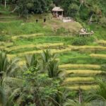 Ubud Village, with Rice Terrace And Waterfall Visit - Considerations for Travelers