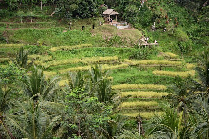 Ubud Village, with Rice Terrace And Waterfall Visit - Considerations for Travelers