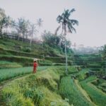 Ubud: Waterfall, Rice Terraces, and Monkey Forest Private Tour - FAQ
