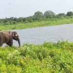 Uda Walawa Safari 1-Day-Tour from Mirissa, Weligama, Ahangama - The Sum Up: Who Will Benefit Most?