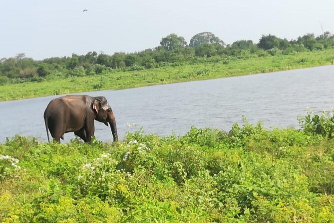 Uda Walawa Safari 1-Day-Tour from Mirissa, Weligama, Ahangama - The Sum Up: Who Will Benefit Most?